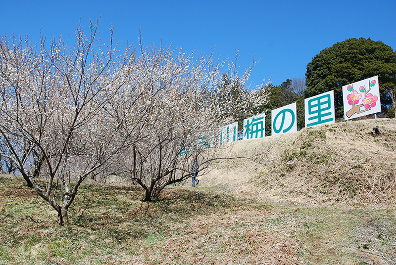 栃木 県 梅 の 名所